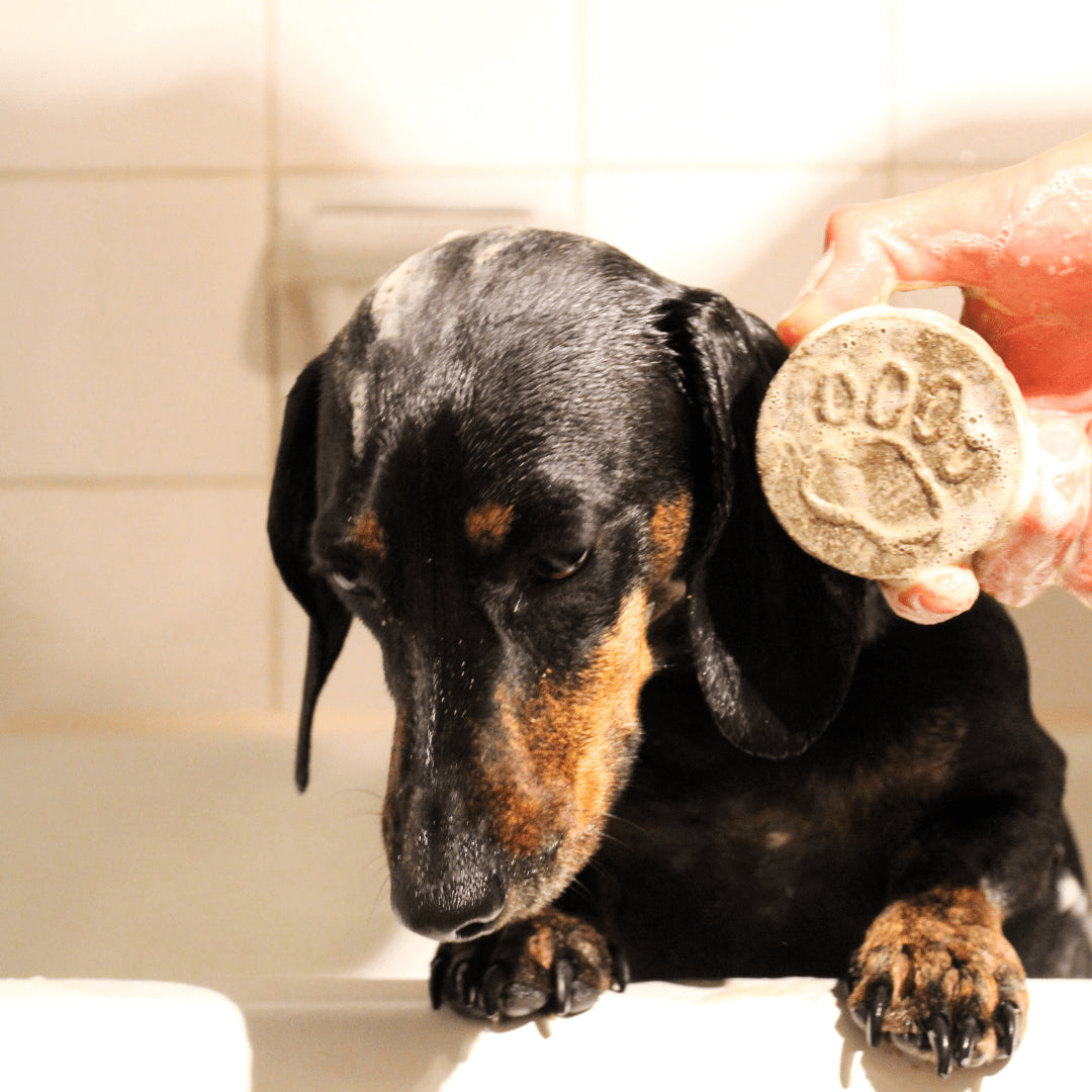 Champú sólido Perros y Gatos / Antipulgas